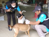 องค์การบริหารส่วนตำบลประสุข ได้ออกบริการ ฉีดวัคซีน สุนัขและแมวในเขตตำบลประสุข  จำนวน 21 หมู่บ้าน